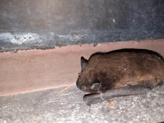 Nycticeius humeralis