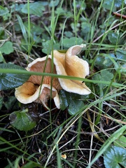 Hygrophoropsis