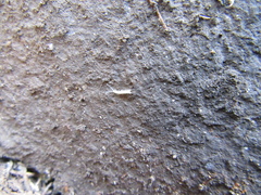 Symphyla