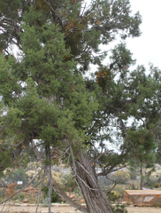 Juniperus osteosperma