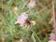 Adelphocoris seticornis