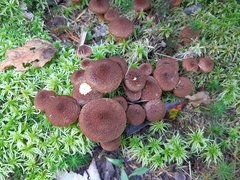Suillus ampliporus