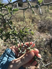 Sarcomphalus obtusifolius