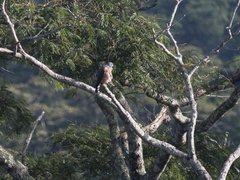 Harpagus bidentatus