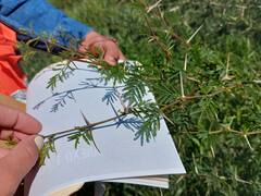 Vachellia constricta