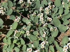 Euphorbia albomarginata