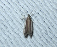 Tampa dimediatella