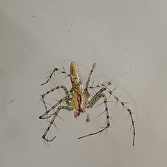 Peucetia rubrolineata