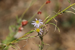 Erigeron foliosus