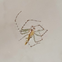 Peucetia rubrolineata