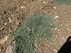 Euphorbia albomarginata