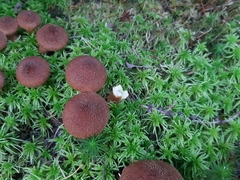 Suillus ampliporus