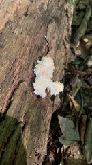 Hericium americanum