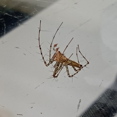 Peucetia rubrolineata