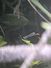 Argiocnemis rubescens