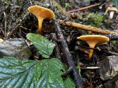 Hygrophoropsis