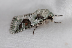 Lacinipolia laudabilis