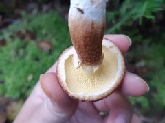 Suillus ampliporus