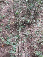 Drypetes mossambicensis