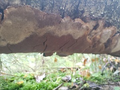 Phellinus laevigatus