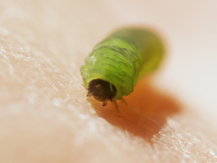 Tenthredinoidea