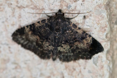 Metalectra diabolica