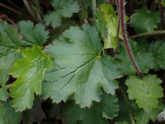 Heuchera micrantha