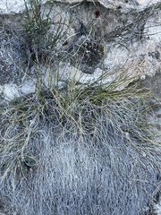 Equisetaceae