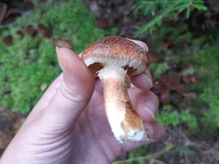 Suillus ampliporus