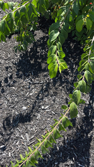 Oenothera curtiflora