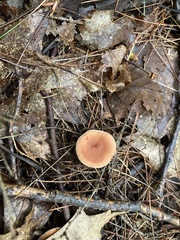 Lactarius camphoratus