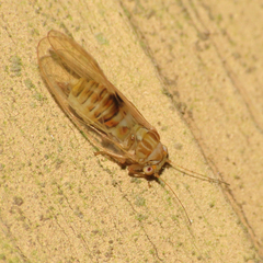 Cacopsylla fatsiae