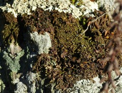 Xanthoparmelia pulla