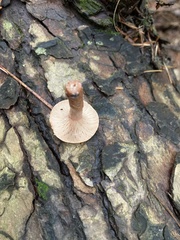 Lactarius camphoratus