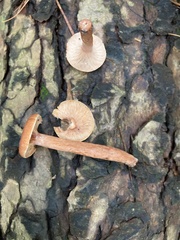 Lactarius camphoratus