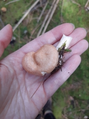 Lactarius vinaceorufescens