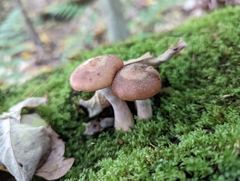Armillaria