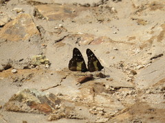 Amauris albimaculata