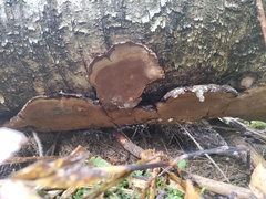 Phellinus laevigatus