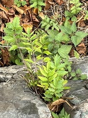Valeriana officinalis