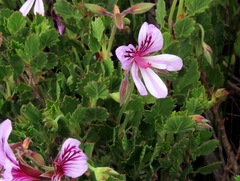 Pelargonium betulinum