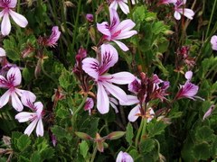 Pelargonium betulinum