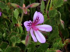Pelargonium betulinum