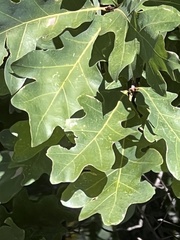 Quercus