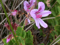 Pelargonium betulinum