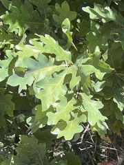 Quercus