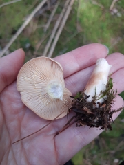 Lactarius vinaceorufescens