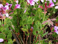Pelargonium betulinum