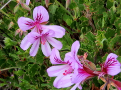 Pelargonium betulinum