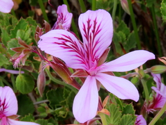 Pelargonium betulinum
